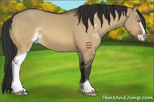 Horse Color:Bay Dun Sabino 