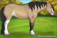 Horse Color:Bay Dun Sabino 