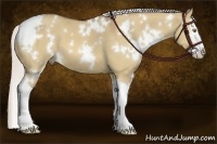 Horse Color:White Spotted Silver Bay Dun Splash 