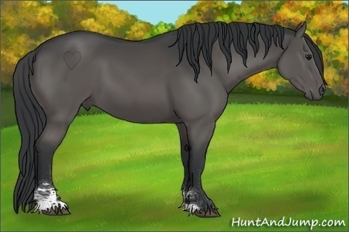 Horse Color:Black Sabino 