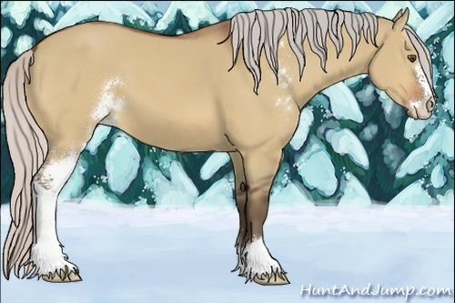 Horse Color:Silver Bay Dun Sabino