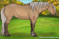 Horse Color:Silver Bay Dun Sabino