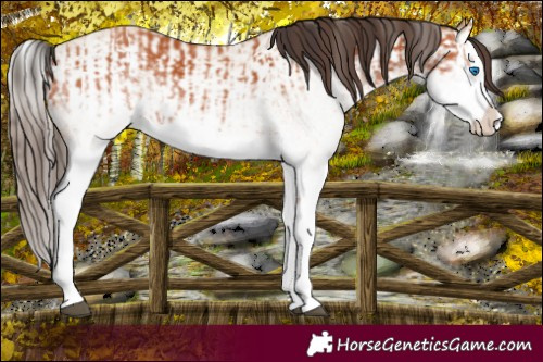 Horse Color:White Spotted Bay Splash  and White Spotted Amber Champagne Splash 