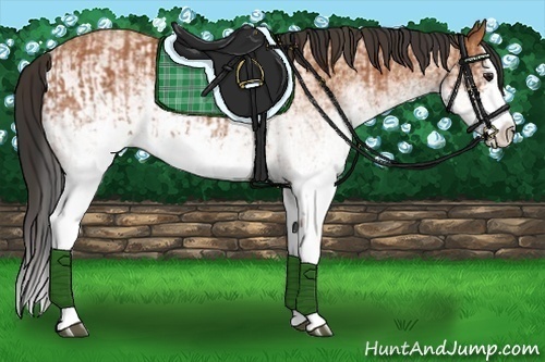 Horse Color:White Spotted Bay Splash  and White Spotted Bay Splash 