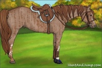 Horse Color:Chestnut and Chestnut