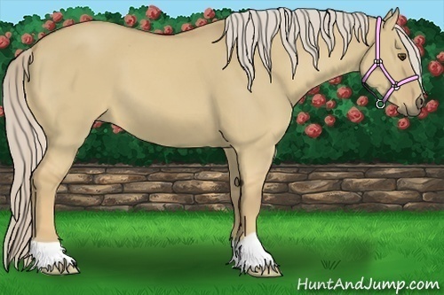 Horse Color:Palomino Dun
