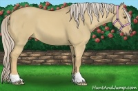 Horse Color:Palomino Dun