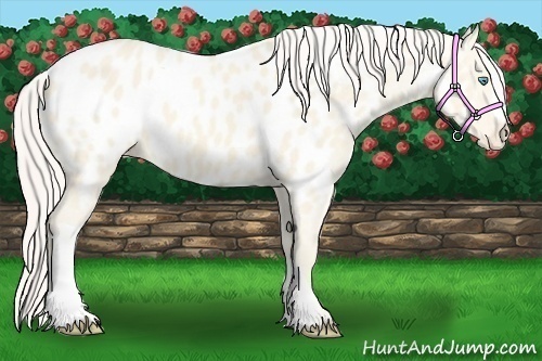 Horse Color:Cremello Dun Near Leopard