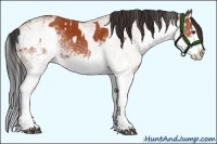 Horse Color:White Spotted Bay Splash  and White Spotted Bay Splash 