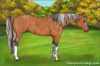 Horse Color:Bay  and Silver Bay 