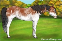 Horse Color:White Spotted Bay Splash  and White Spotted Bay Splash Frame 