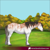 Horse Color:White Spotted Bay Splash  and White Spotted Bay Splash 