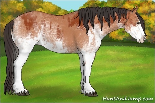 Horse Color:White Spotted Bay Splash  and White Spotted Bay Splash 