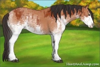 Horse Color:White Spotted Bay Splash and White Spotted Bay Splash