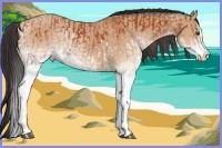 Horse Color:White Spotted Bay Splash and White Spotted Bay Dun Splash