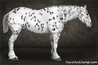 Horse Color:Black Tobiano Appaloosa 