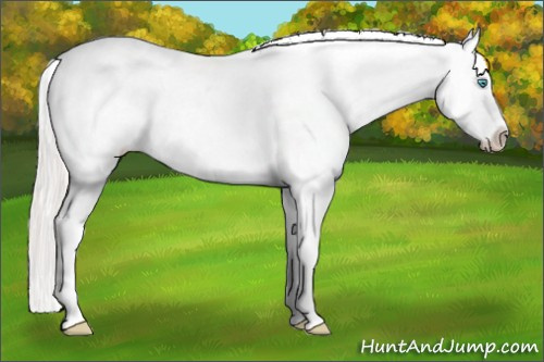 Horse Color:Cremello Tobiano Appaloosa 