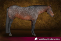 Horse Color:Brown 