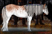 Horse Color:White Spotted Bay Splash and White Spotted Silver Bay Splash