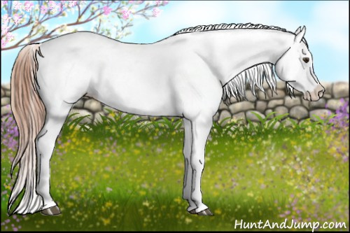 Horse Color:Chestnut Appaloosa 