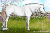 Horse Color:Chestnut Appaloosa