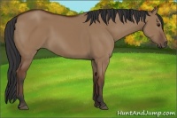 Horse Color:Bay Dun