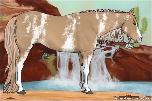 Horse Color:White Spotted Palomino 