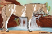 Horse Color:White Spotted Palomino