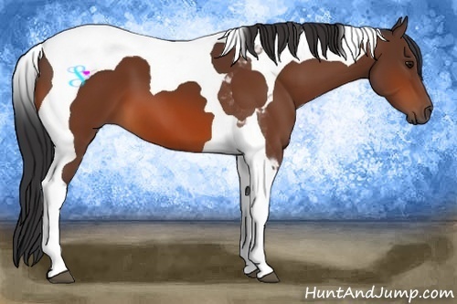 Horse Color:Bay Tobiano 