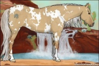 Horse Color:White Spotted Palomino Dun 