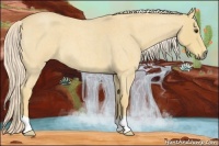 Horse Color:Palomino Roan 