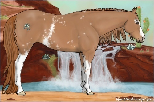 Horse Color:White Spotted Chestnut 