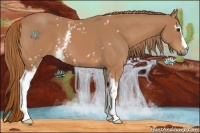Horse Color:White Spotted Chestnut 