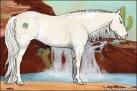 Horse Color:White Spotted Cremello 