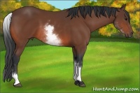 Horse Color:White Spotted Bay 