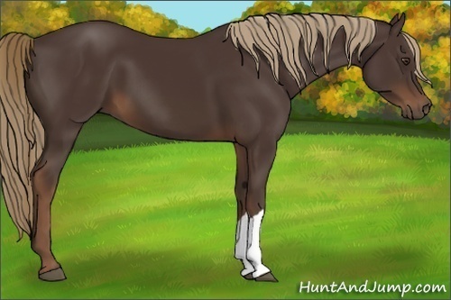 Horse Color:Liver Chestnut 