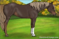 Horse Color:Liver Chestnut 