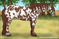 Horse Color:Chestnut Near Leopard