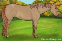 Horse Color:Red Dun