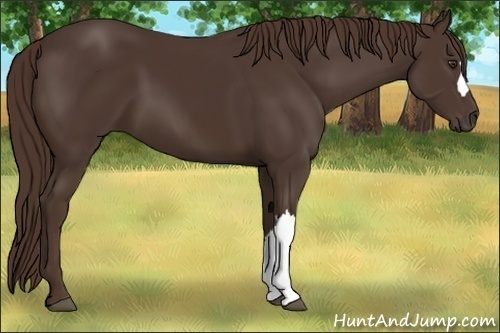 Horse Color:Liver Chestnut