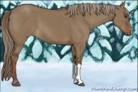 Horse Color:Liver Red Dun 