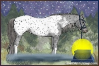 Horse Color:Black Near Leopard 