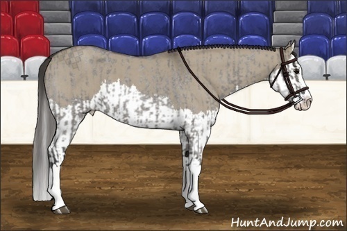 Horse Color:Grullo Roan Sabino Splash  and Smoky Grullo Roan Sabino Splash 