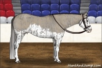 Horse Color:Grullo Roan Sabino Splash  and Smoky Grullo Roan Sabino Splash 