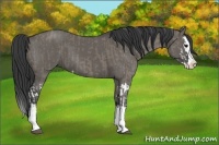 Horse Color:Grullo Sabino Splash  and Grullo Sabino Splash 