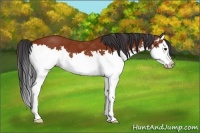 Horse Color:Bay Splash 