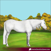 Horse Color:Cremello Dun 