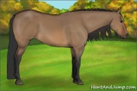 Horse Color:Bay Dun