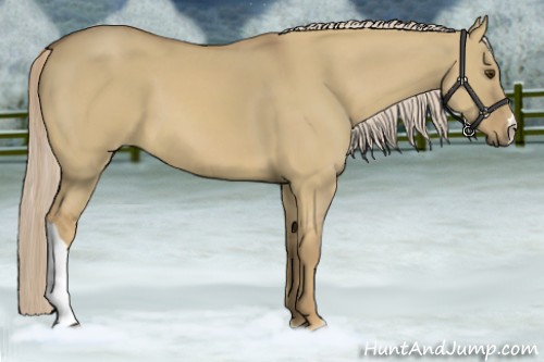 Horse Color:Palomino Dun 