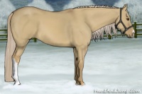 Horse Color:Palomino Dun